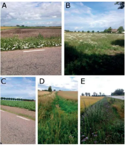 Figure 3. Different forms of fallows and uncultivated buffer strips in Scania, summer 2016:  (A) bare fallow, (B) fallow with spontaneous natural vegetation, (C) bare uncultivated buffer strip, (D) uncultivated buffer strip with spontaneous natural vegetat