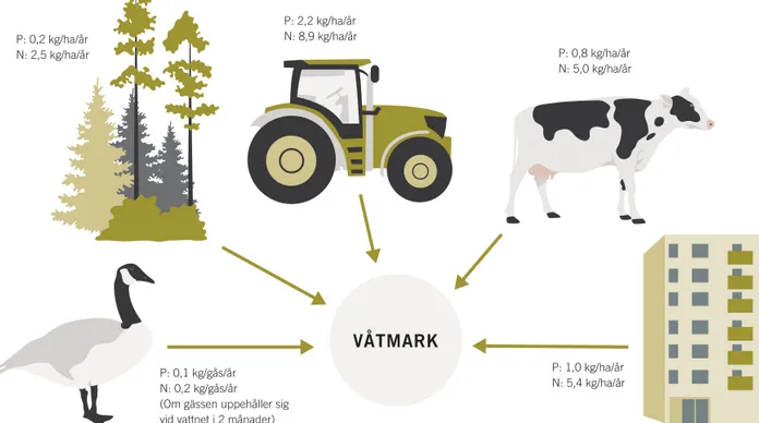 Figur 3. För att uppskatta gässens påverkan på en våtmark är det viktigt att ställa deras bidrag av näringsämnen  