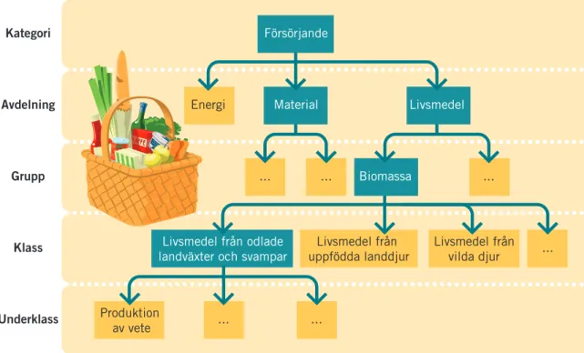 Figur 2. Den hierarkiska strukturen hos CICES V5.0, illustrerad utifrån en försörjande ekosystemtjänst ‘livsmedel  från odlade växter och svampar’