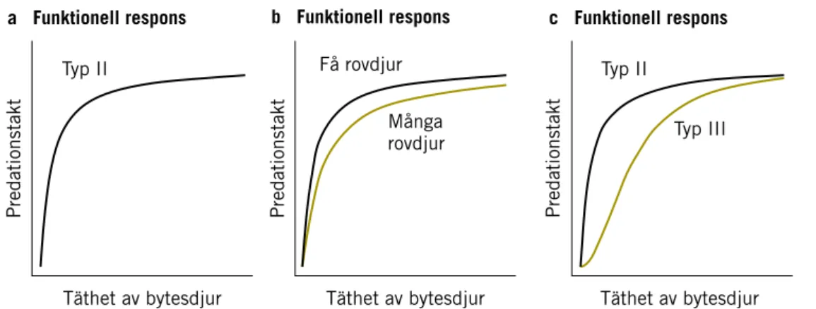 Figur 3. Olika typer av funktionell respons hos rovdjur. A – Predationstakt (Typ II) i relation till täthet av bytesdjur.