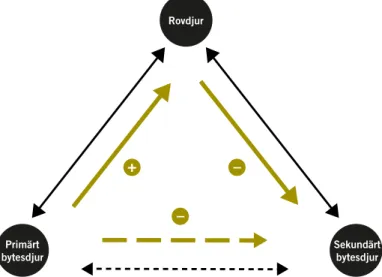 Figur 7. Direkta (heldragna linjer) och indirekta (streckade linjer) interaktioner mellan ett  rovdjur  och bytesdjur