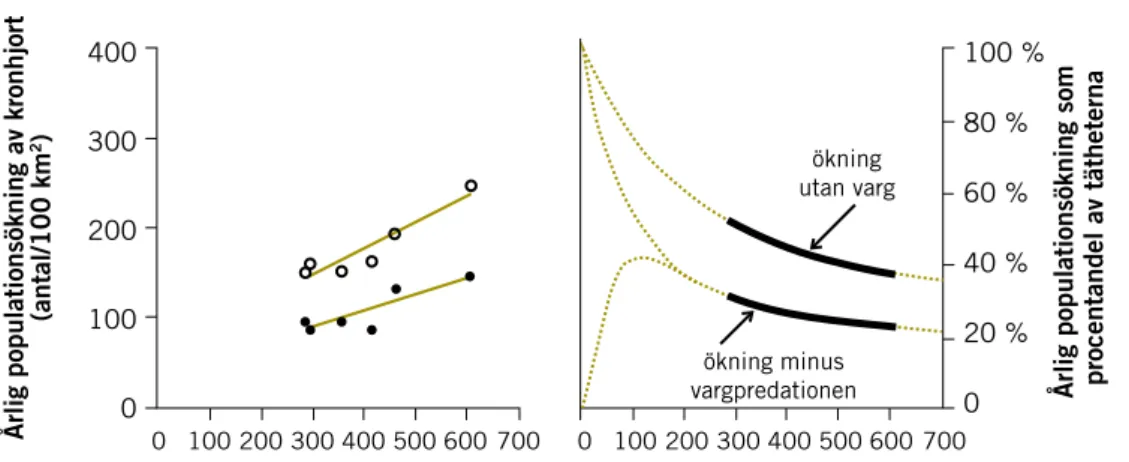 Figur 14. Vänster figur (a): Årlig populationstillväxt hos kronhjort (ringar) mätt som reproduktion  (antalet födda kalvar per 100 km 2  per år) och som populationstillväxt minus predation (fyllda 