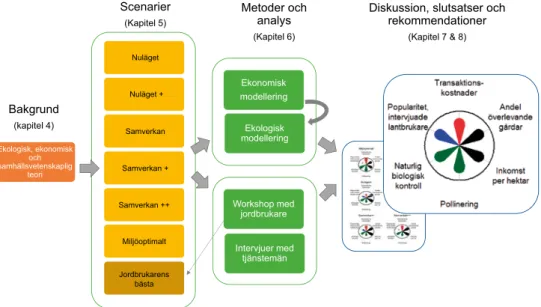 Figur 1. Schematisk bild av rapportens upplägg. Kapitel 4 innehåller bakgrundsinformation om  ekologiska fokusarealer och om ekologiska, ekonomiska och samhällsvetenskapliga teorier relevanta  för studien