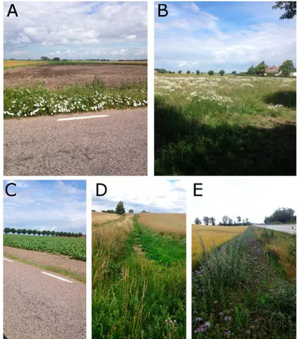 Figur 3. Olika utformningar av trädor och obrukade fältkanter i Skåne; sommaren 2016: (A) svart  träda, (B) träda med naturligt uppkommen växtlighet, (C) svart obrukad fältkant, (D) obrukad  fält-kant med naturligt uppkommen växtlighet och (E) obrukad fält