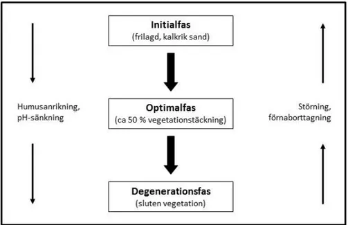 Figur 3. Tre störningsfaser (initialfas, optimalfas, degenerationsfas) i sandstäpp enligt Mattiasson (1974).
