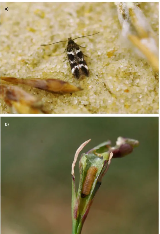 Figur 8. a) Sandnejlikegallmal (Caryocolum schleichi) på sandstäpp och b) dess larv på sandnejlika.a)