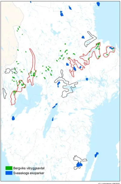 Figur 8. Bergviks skogsområden som är avsatta med särskild hänsyn till vitryggig hackspett (grönt) 