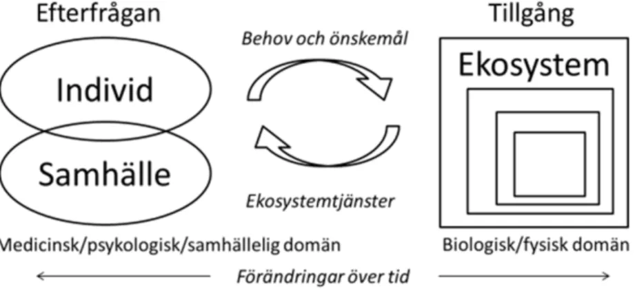 Figur 1. Konceptuell modell över hur värden av ekosystemtjänster uppstår som utvecklats inom projek- projek-tet