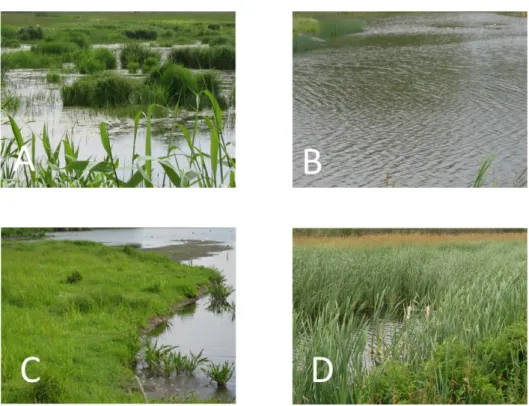 Figur 6. De 4 olika bilder som användes i studien för att illustrera fyra olika våtmarksmiljöer