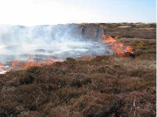 Figur 14. Naturvårdsbränning av igenväxande hedmarker med ljung i dynlandskap i naturreservatet  Haverdal i Hallands län