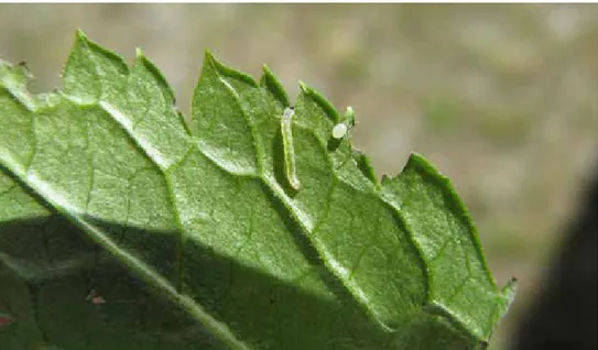 Figur 3. Dygnsgammal larv av trolldruvemätare (B. tibiale) bredvid okläckt ägg på bladundersida av 