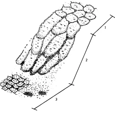 Fig  4  Strukturmark  i  plan  och  lutande  terräng  Patterned  ground  on  flat  terrain  and  slopes 