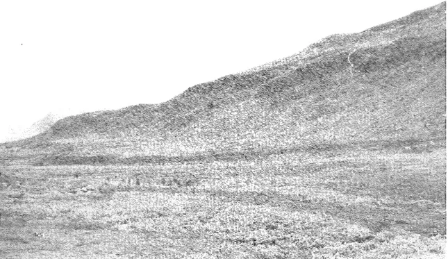 Fig  7  Moränryggen  öster  om  Farroktjakke.  Se  även  fig  12.  The  moraine  ridge  east  of  Farroktjakke