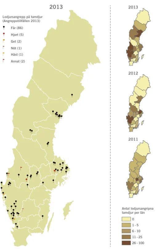 Figur 6. Antal tillfällen då lodjur angrep tamdjur (exklusive renar och hundar) år 2013 (stora  kartan), samt en grafisk sammanställning av antalet angripna djur per län under perioden 2011– 2013