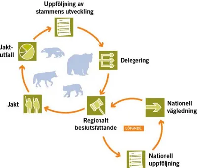 Figur 2. Regionaliserat beslutsfattande i frågor om jakt efter stora rovdjur.