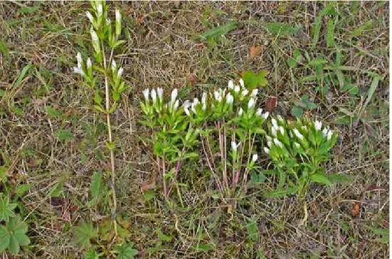 Figur 3. Fältgentiana, ssp campestris till vänster och tre typer av sätergentiana, ssp