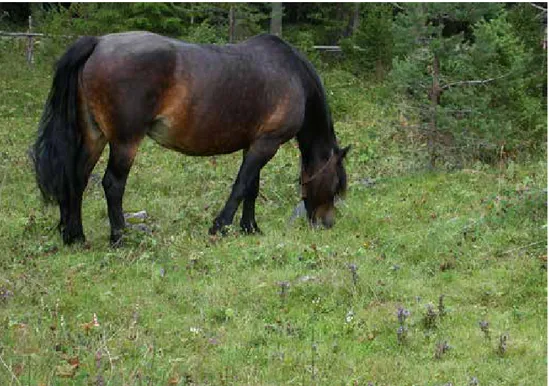 Figur 8. Hästbetad lokal för senblommande fältgentiana med lämpligt betestryck. Hästar ratar i regel  gentianorna Storvålen Lockne, Jämtland.