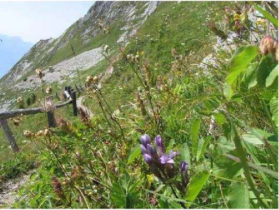 Figur 15. Kalkrik rasmark där fältgentiana möjligen klarar sig utan hävd. Rochers-de-Naye,   Montreux, Schweiz.