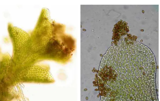 Figur 3. Mikroskapania Scapania carinthiaca med rikligt av encelliga bruna groddkorn. Groddkornen 