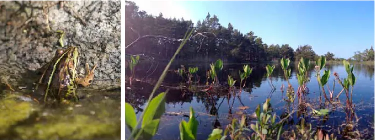 Figur 1. Gölgrodehanne under lekperioden (bild t v) i Svartglon på Örskär i Uppland (bild t h)