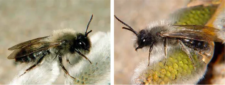 Figur 3. Hona (till vänster) och hane av flodsandbi Andrena nycthemera.