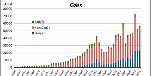 Fig. 8. Avskjutningsstatistik för grågås, kanadagås och sädgås under perioden 1960/1961 – 050000100000150000200000250000300000AntalHareSkogshareFälthare01000020000300004000050000600007000080000AntalGässSädgåsKanadagåsGrågås