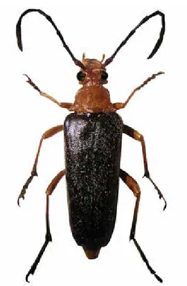 Figur 1. Almblombock Pedostrangalia revestita.