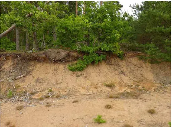 Figur 3. Sandtag med unga ekar i Tvärskog, Kalmar län. En av de klena ekarna (böjd åt höger, centralt 