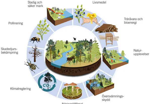 Figur 1. Ekosystemtjänster i skogen
