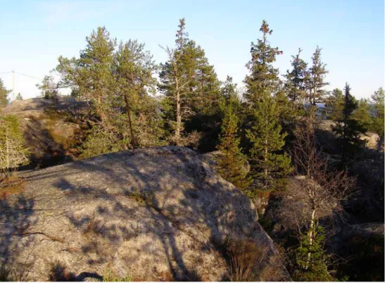 Figur 5. Översta toppen av klubberget. en pågående igenväxning av berget är ett troligt hot mot 