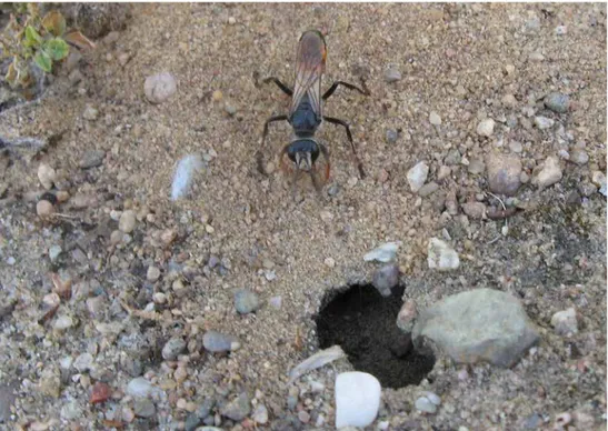 Figur 10. Gräshoppsstekel grävande vid bohålan. Notera hur boet anlagts i relativt grovkornig sand