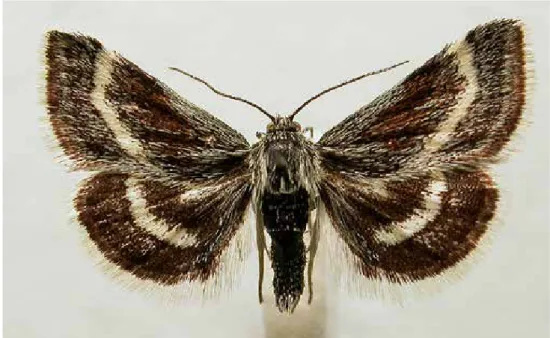 Figur 11. Krisslesorgmott, Atralata albofascialis.