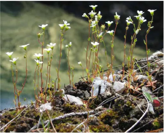 Figur 1. Hällebräcka, Saxifraga osloënsis, i Kvinnerstatorp norr om Örebro. Foto: Daniel Gustafson.