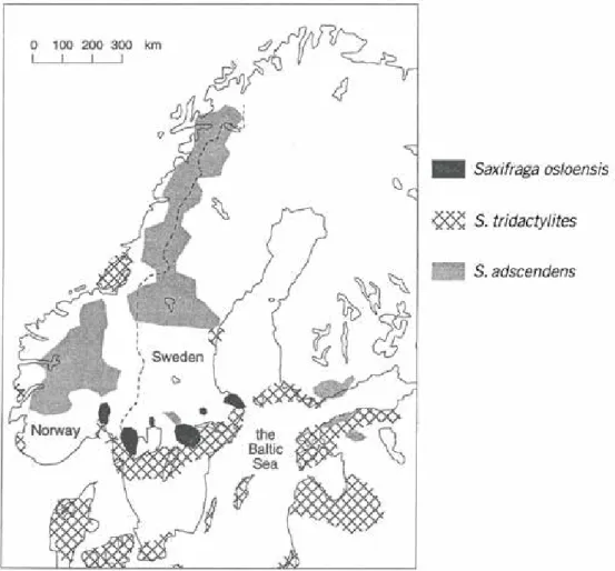 Figur 2. Utbredningsområde för hällebräcka och dess föräldraarter grusbräcka, S. tridactylites, och  klippbräcka, S