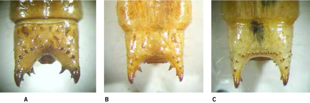 Figur 3. Sista bakkroppssegmentet för larver av barkplattbaggar. a – större barkplattbagge,  