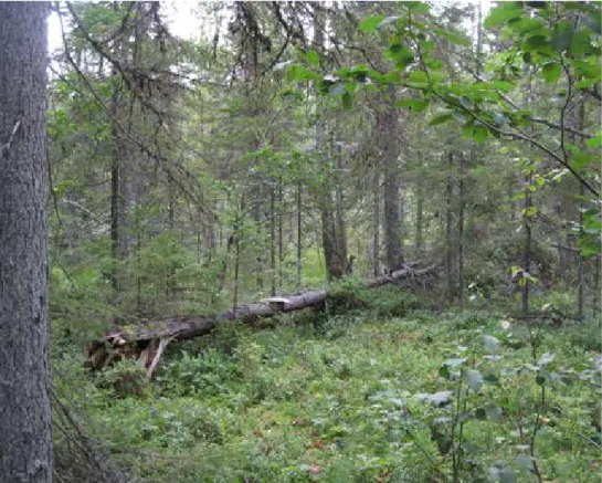 Figur 4. Granlåga i sumpskog i Vändåtbergets naturreservat med förekomst av större barkplattbagge 