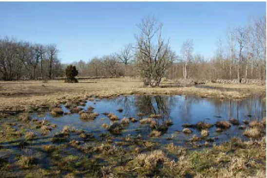 Figur 9. Lekvatten för långbensgroda i naturbetesmark på Öland. Grodleken sker i lagunen   som är avskild från bäcken intill.