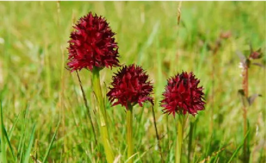 Figur 1. Brunkulla, Gymnadenia nigra. Foto: Per-Olof Eriksson, länsstyrelsen jämtlands län