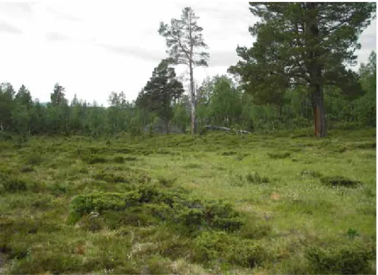 Figur 3. lokal med brunkulla i Vålådalens naturreservat. lokalen hävdas inte på annat sätt än  