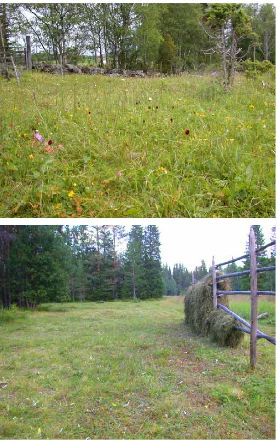 Figur 4. Betad brunkullamark i Storsjöbygden (ovan) och slåtteräng utanför kambrosilurområdet