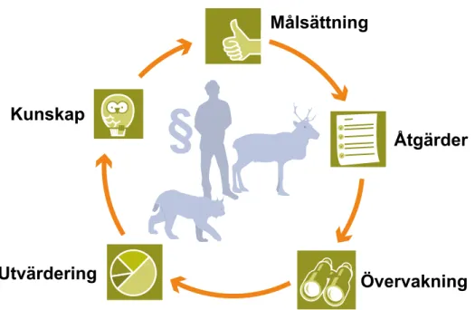 Figur 1. Schematisk bild över den adaptiva förvaltningen. 