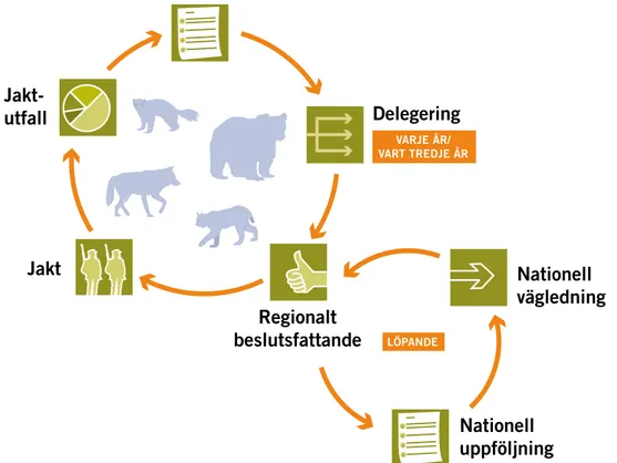 Figur 5. Systemet med regionaliserat beslutsfattande i frågor om jakt efter stora rovdjur