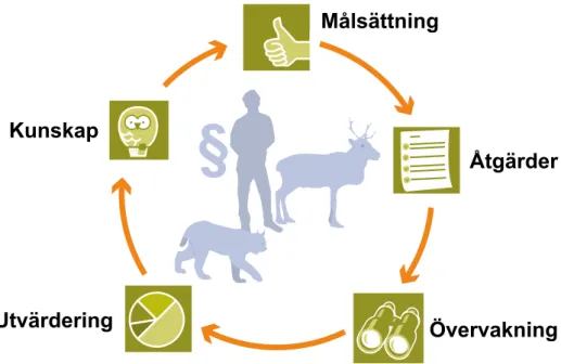 Figur 1. Schematisk beskrivning av den adaptiva förvaltningen.