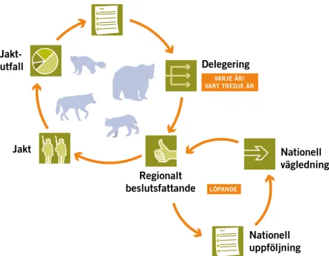 Figur 5. Systemet med regionaliserat beslutsfattande i frågor om jakt efter stora rovdjur