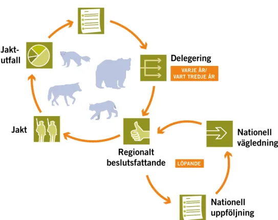 Figur 5. Systemet med regionaliserat beslutsfattande i frågor om jakt efter stora rovdjur