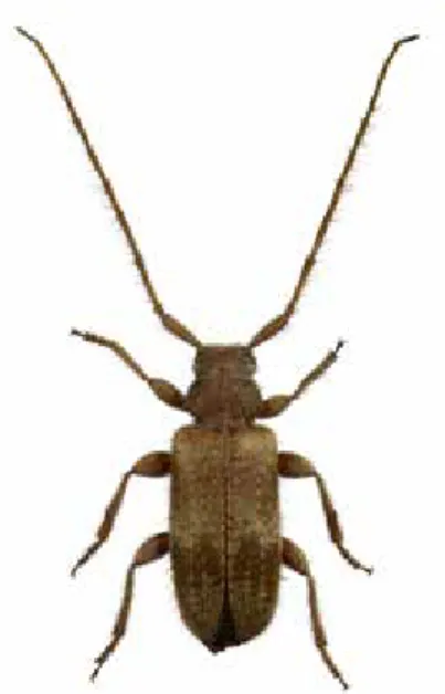 Figur 1. Mörk spegelbock Phymatodes  