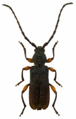 Figur 5. Molnfläcksbock Mesosa nebulosa. 