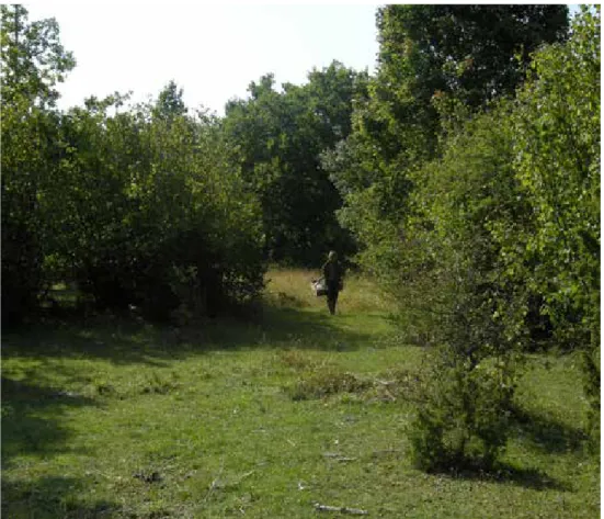 Figur 10. Glänta i Mittlandsskogen på Öland som omgärdas av hasselskog med insprängda ekar