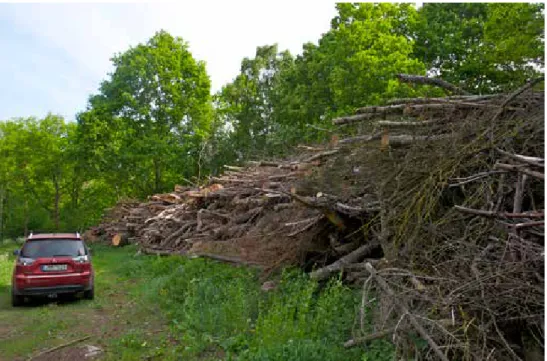 Figur 11. GrOT-högar i östra Småland innehåller ofta stora mängder klen ek, hassel, lind, sälg och 