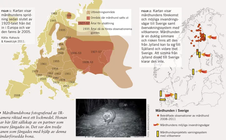 FIGUR 2 : Kartan visar  mårdhundens förekomst  och möjliga  invandrings-vägar till Sverige samt  övervakningssystem med  viltkameror